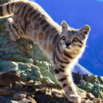 Andean mountain cat