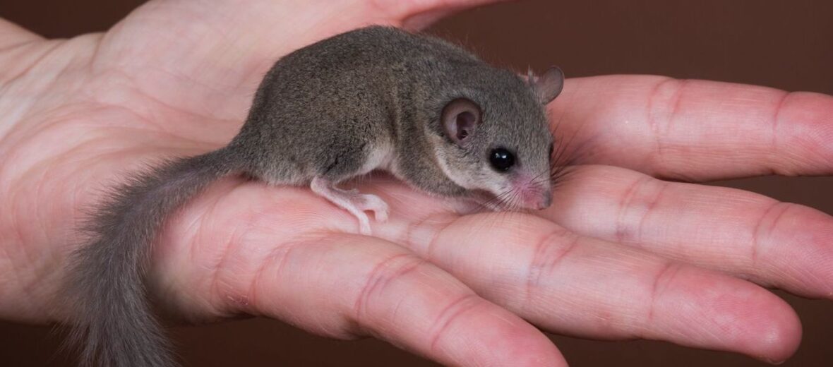 African pygmy squirrel