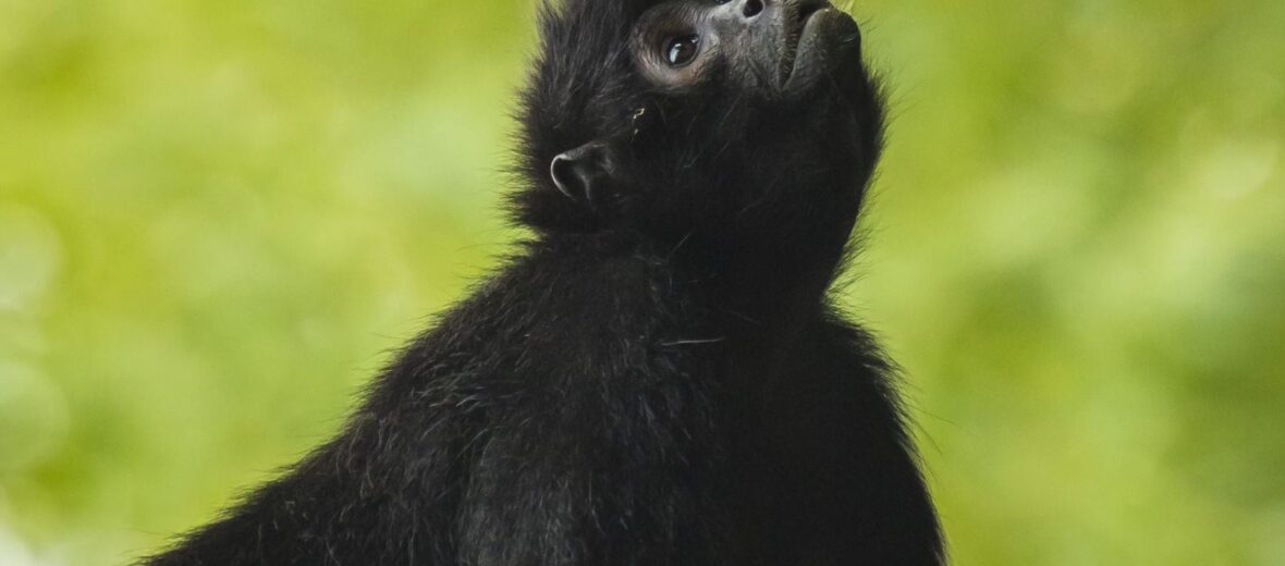 black-headed spider monkey
