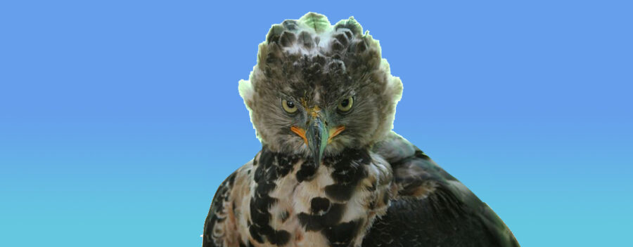 crowned eagle
