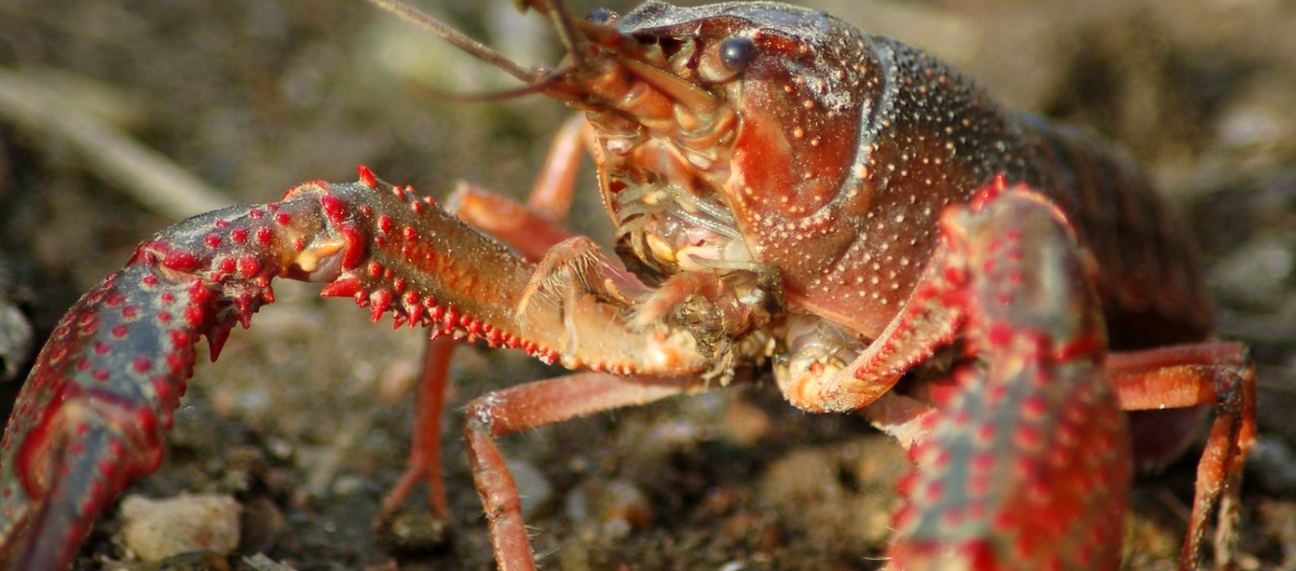 crayfish