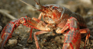 crayfish