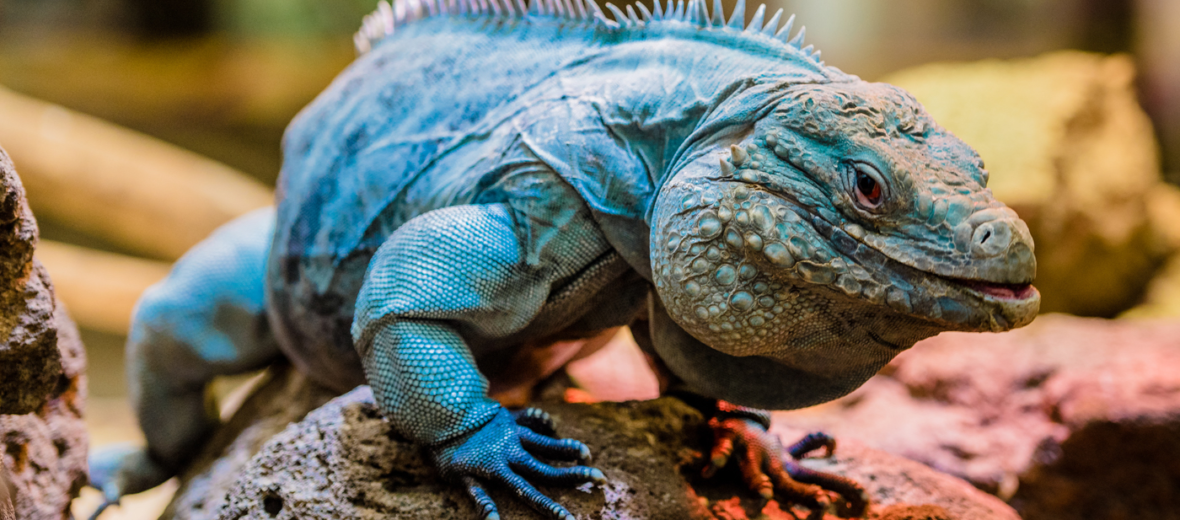 Grand Cayman blue iguana