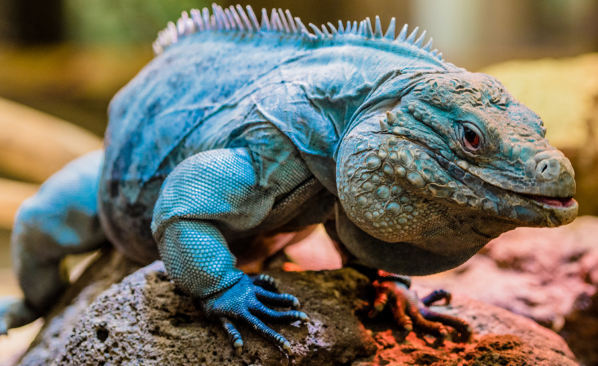 Grand Cayman blue iguana