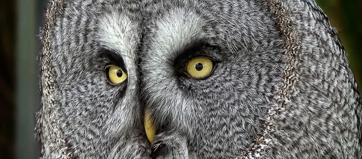 great grey owl