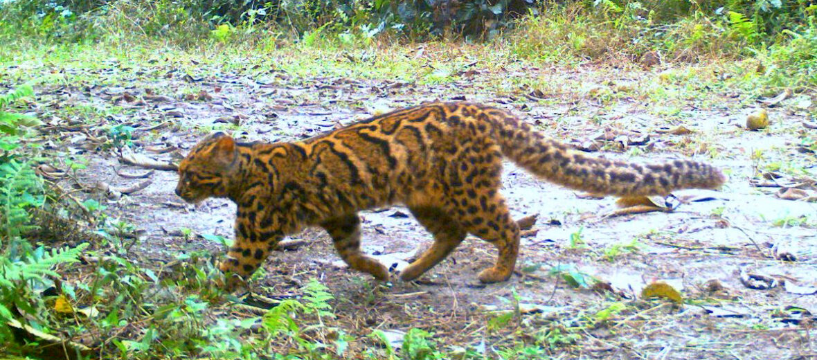 Marbled Cat