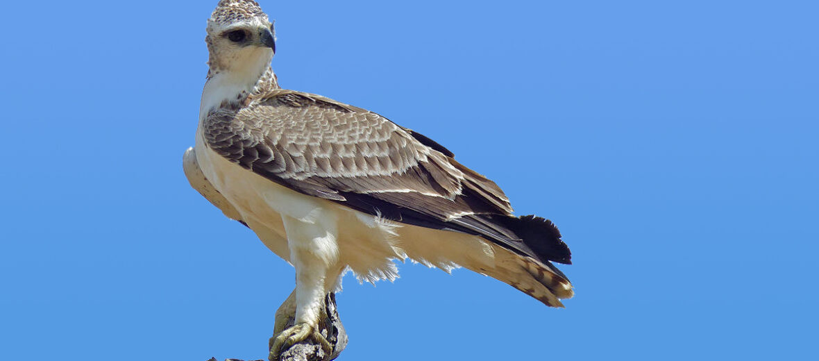 Africa's Largest Eagle, the Martial Eagle | Critter Science