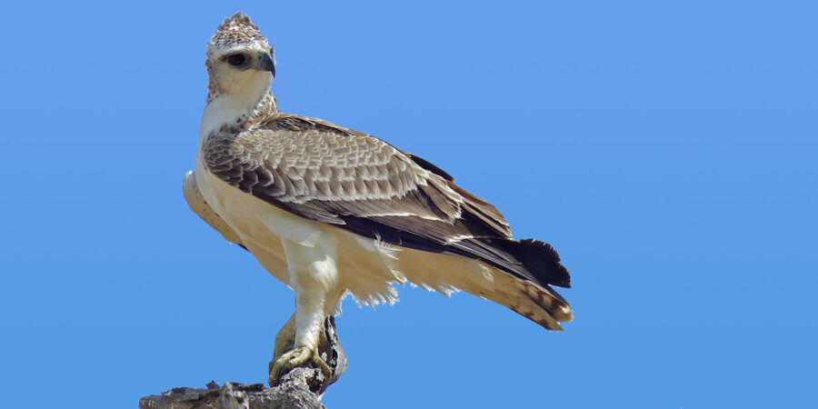 Africa's Largest Eagle, the Martial Eagle | Critter Science