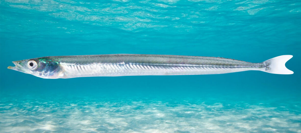 British Marine Life: Sand Eel - exact species unknown