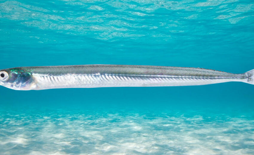 Raitt's sand eel