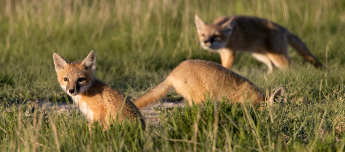 swift fox