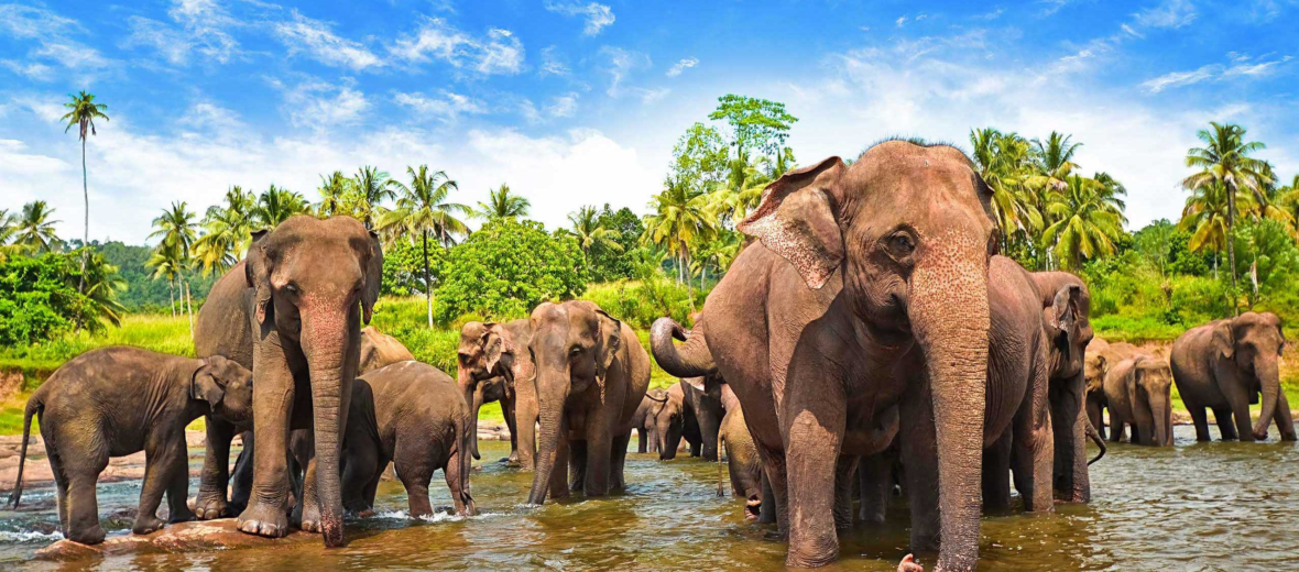 Sri Lankan elephant