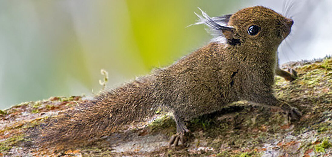 whitehead's pygmy squirrel