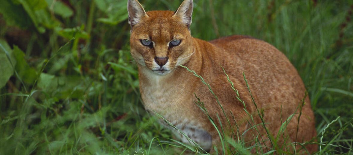 African golden cat