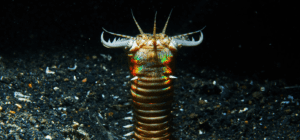 bobbit worm