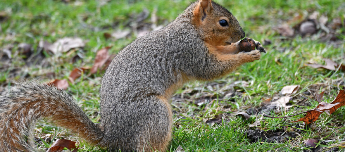 eastern fox squirrel