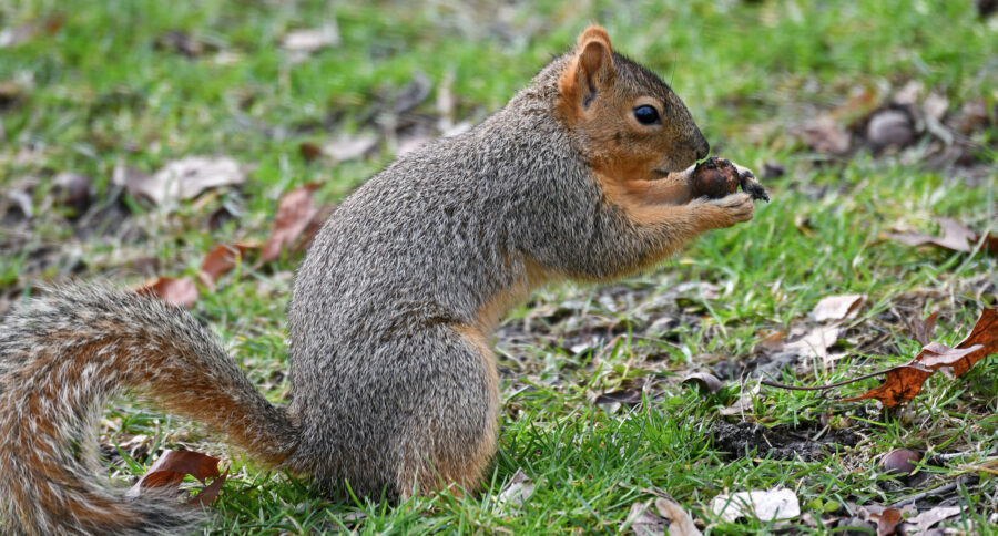 The Eastern Fox Squirrel | Critter Science