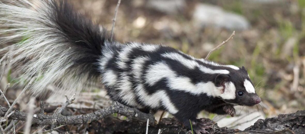 eastern spotted skunk