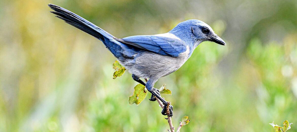 Florida scrub jay