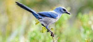 Florida scrub jay