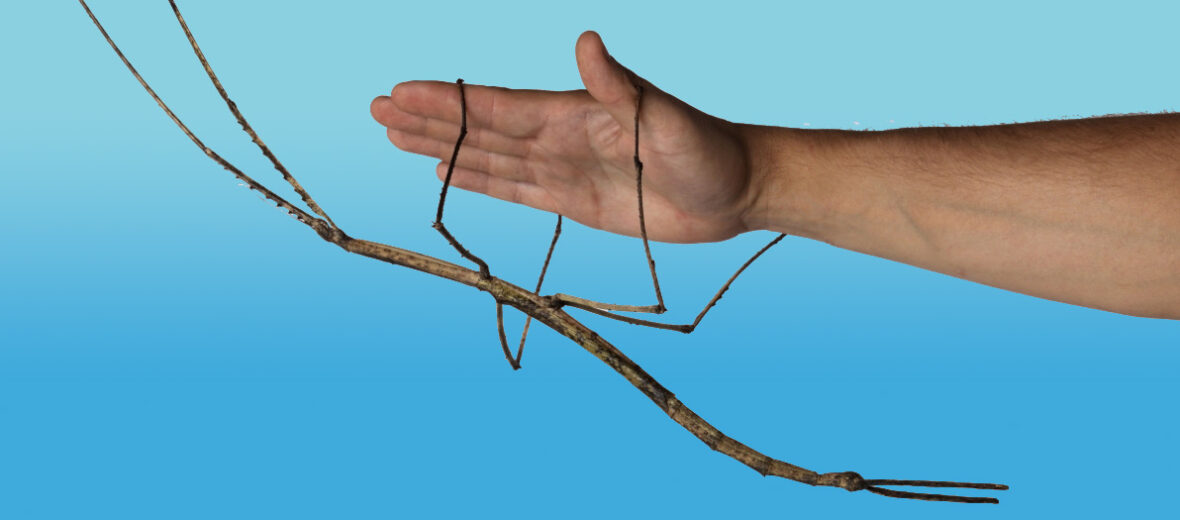 The Giant Walking Stick | Critter Science