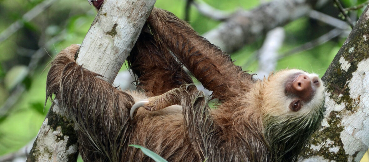 Hoffmann's 2-Toed Sloth