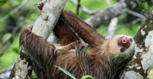 Hoffmann's 2-Toed Sloth