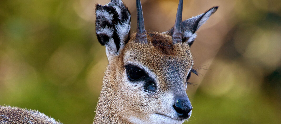 klipspringer