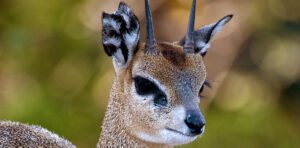 klipspringer
