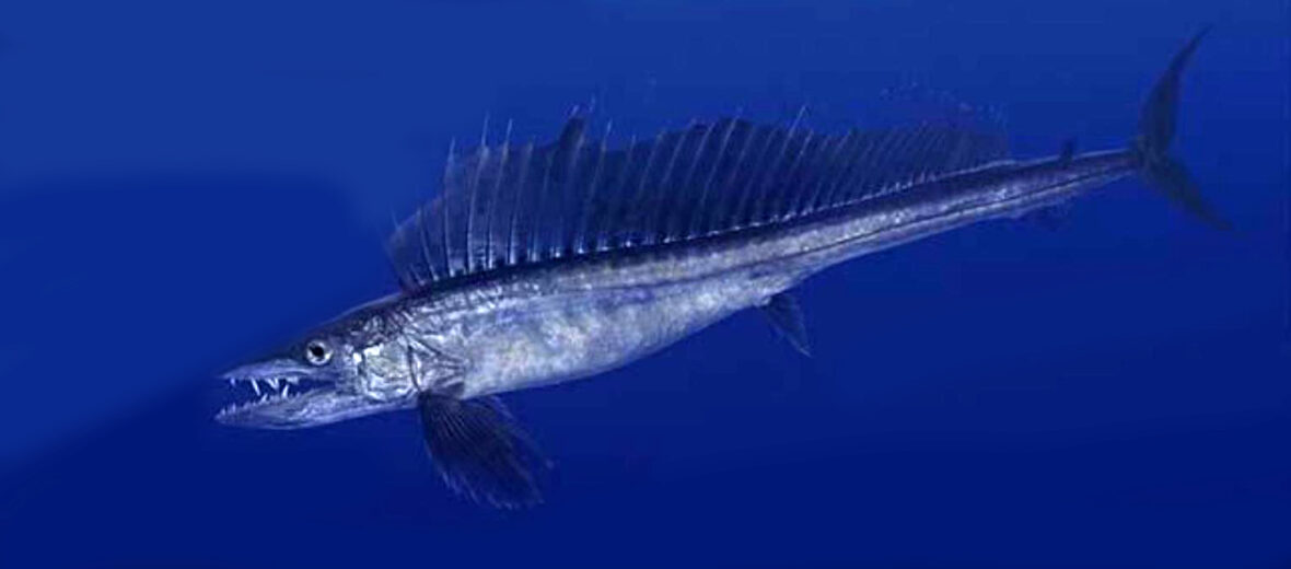 lancetfish