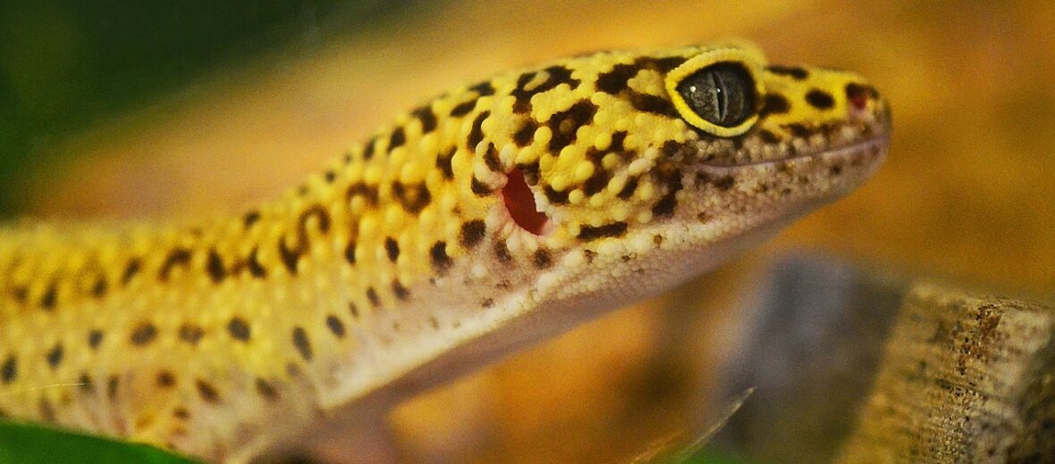 leopard gecko