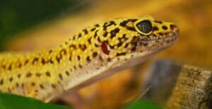 leopard gecko