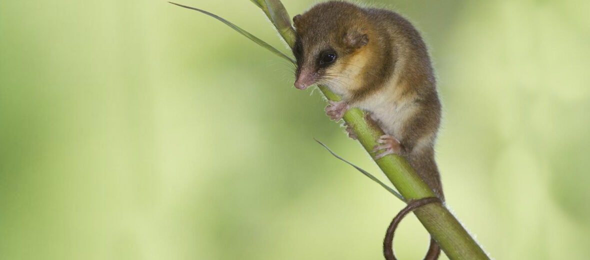 monitos del monte