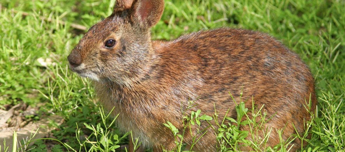 marsh rabbit