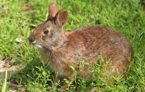 marsh rabbit