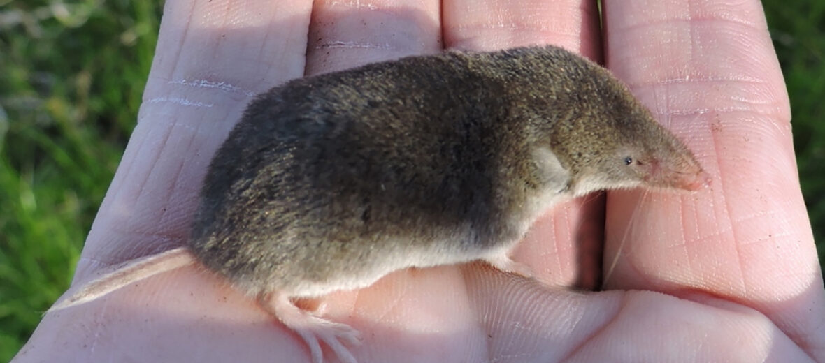 North American least shrew