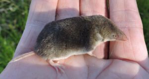North American least shrew
