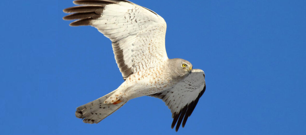 northern harrier