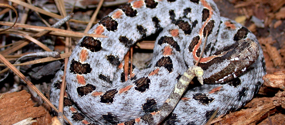 Life Cycle Of A Rattlesnake