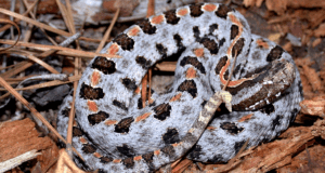 pygmy rattlesnake