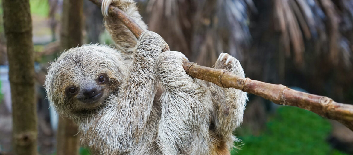 pygmy 3-toed sloth