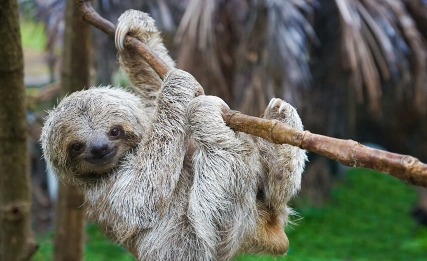 pygmy 3-toed sloth