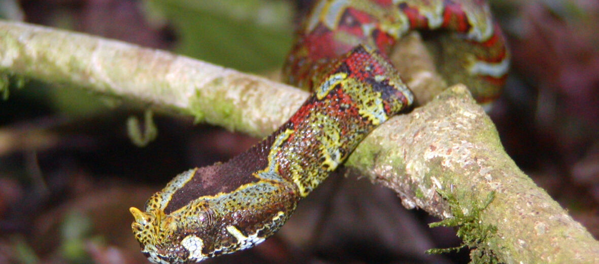 rhinoceros viper