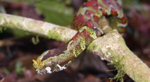 rhinoceros viper