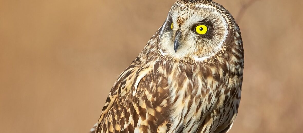 short-eared owl