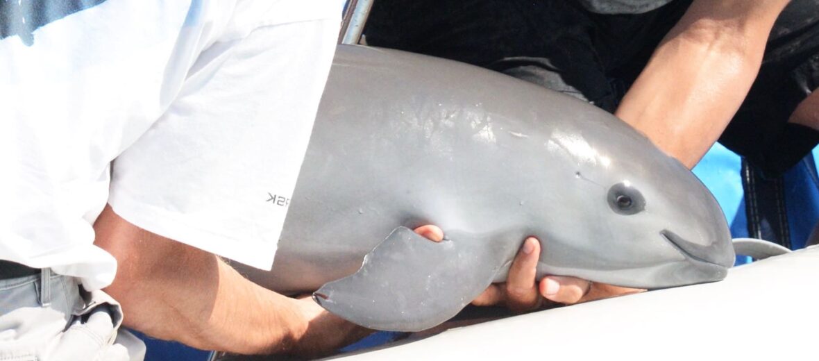 vaquita