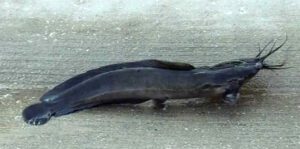 walking catfish