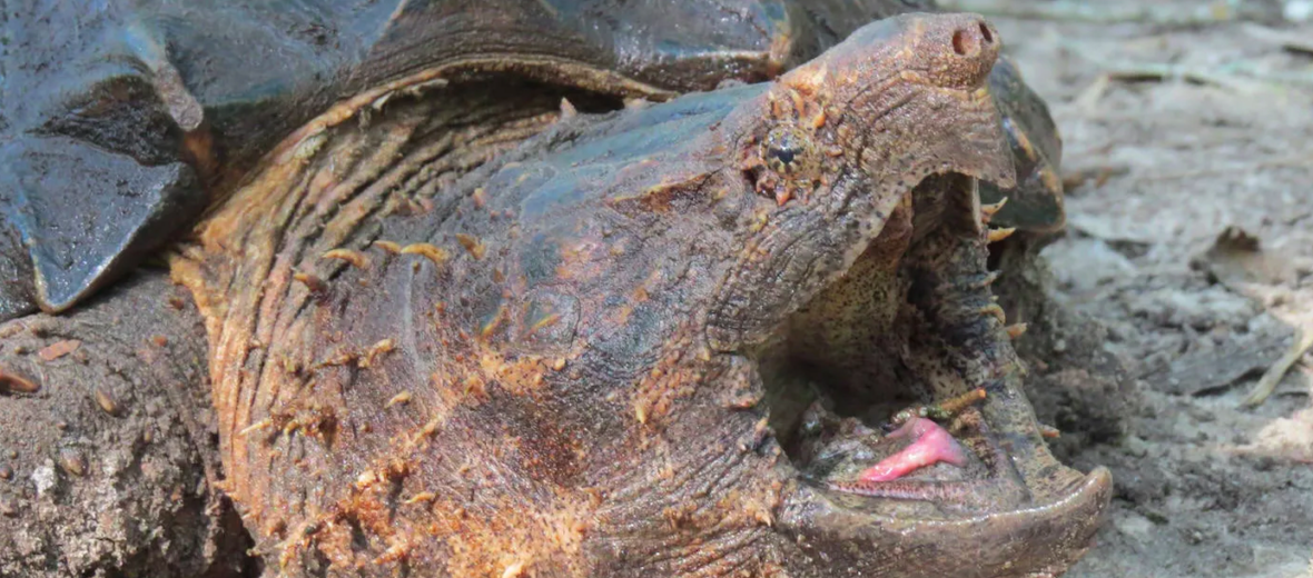 alligator snapping turtle