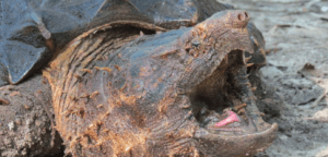 alligator snapping turtle