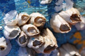 barnacle